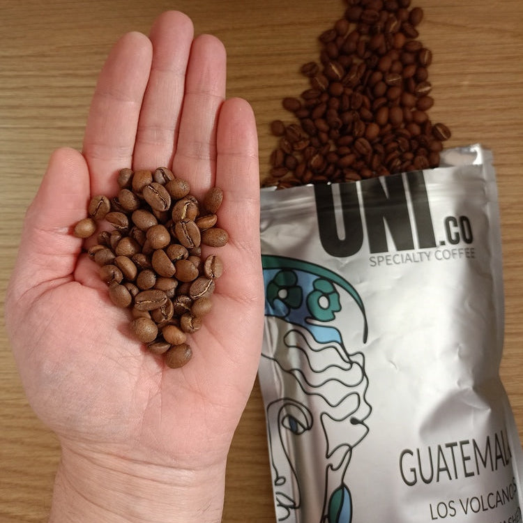 Hand of Alan Petasecca Donati Guatemala Los Volcanoes specialty coffee beans - UNICO Specialty Quality